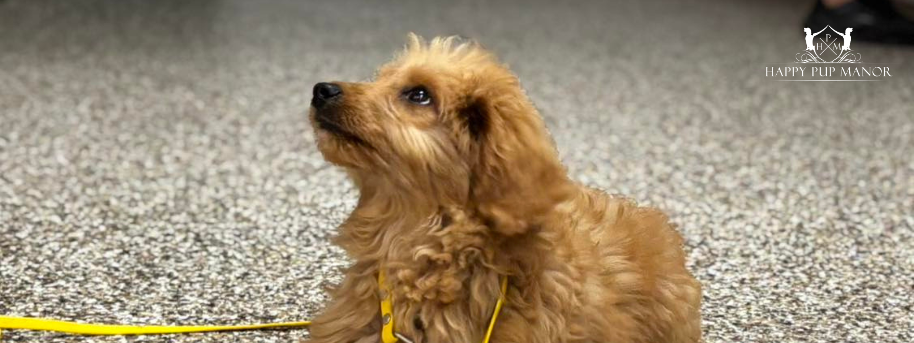 5 Common Puppy Behavior Problems to Stop Early