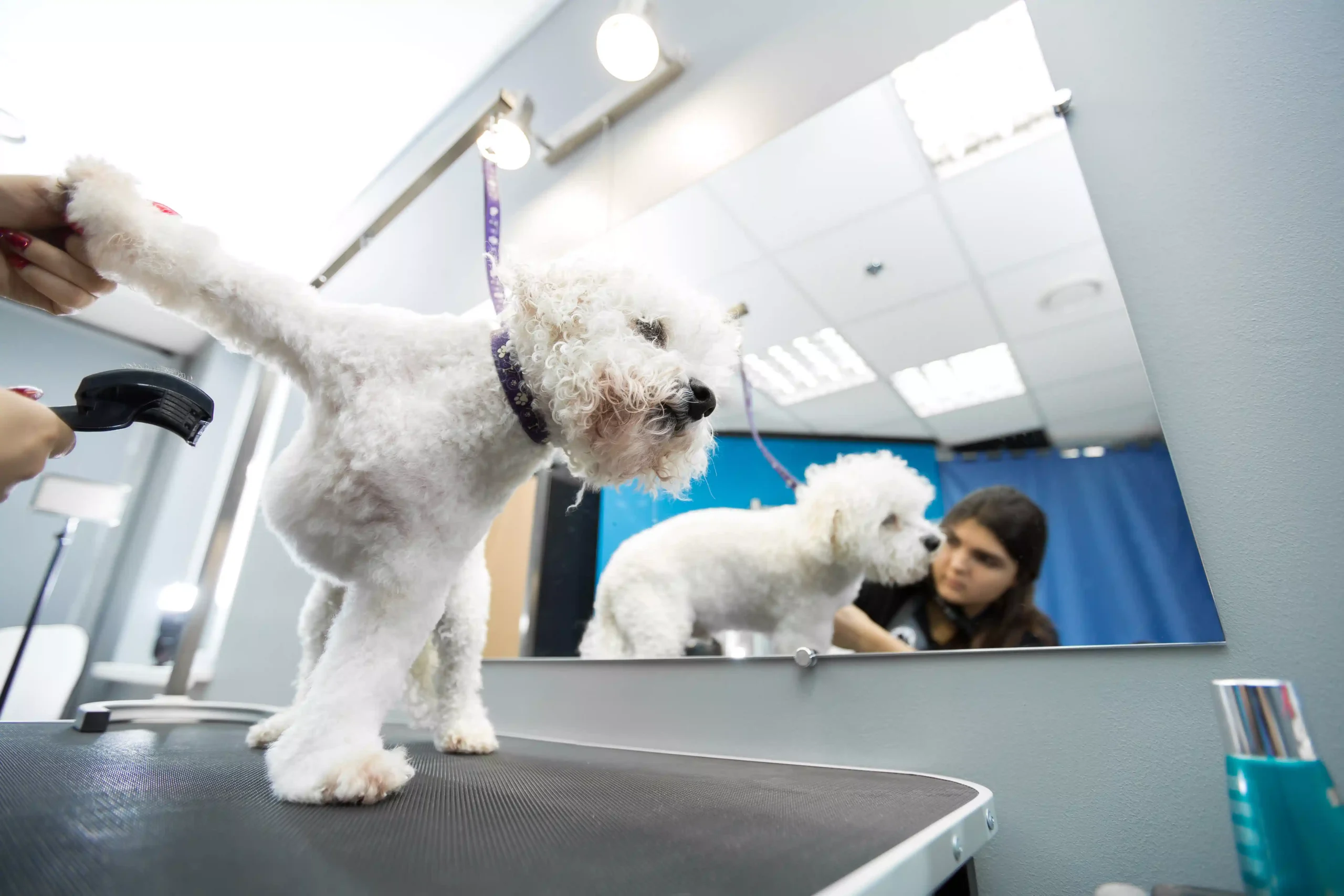 The Importance of Grooming Before and After Boarding