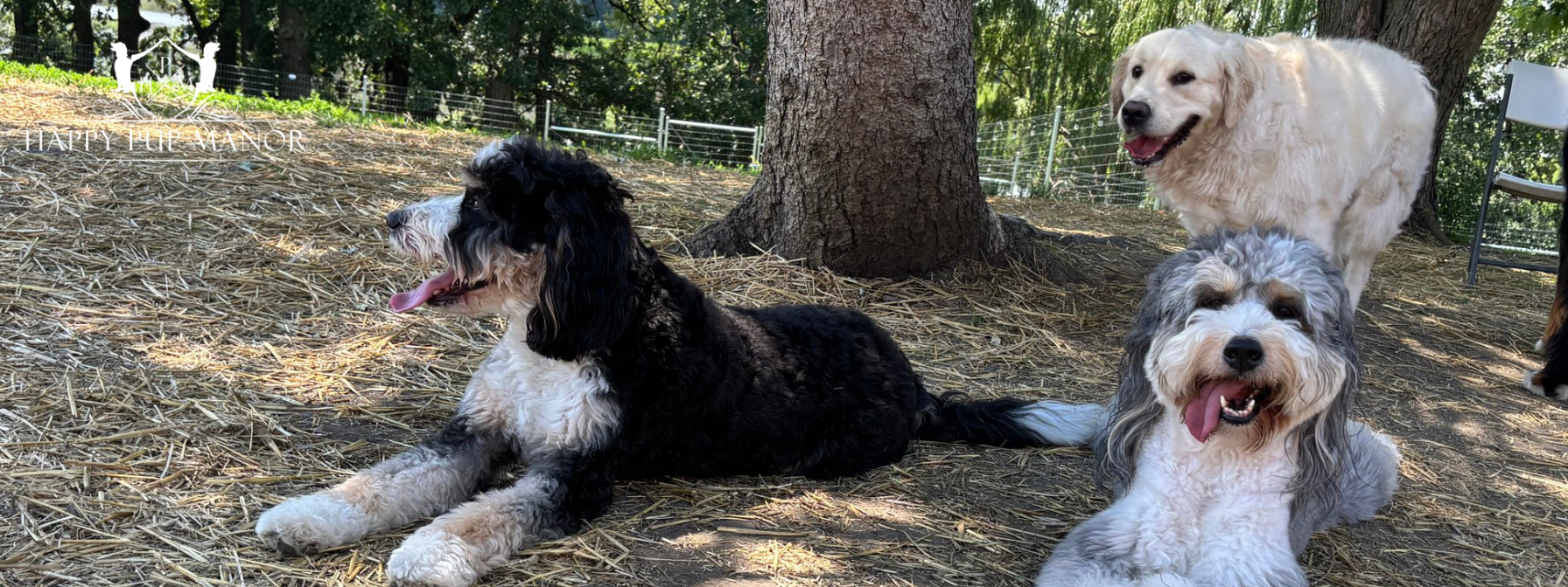 What’s the Difference Between Dog Sitting and Dog Boarding?