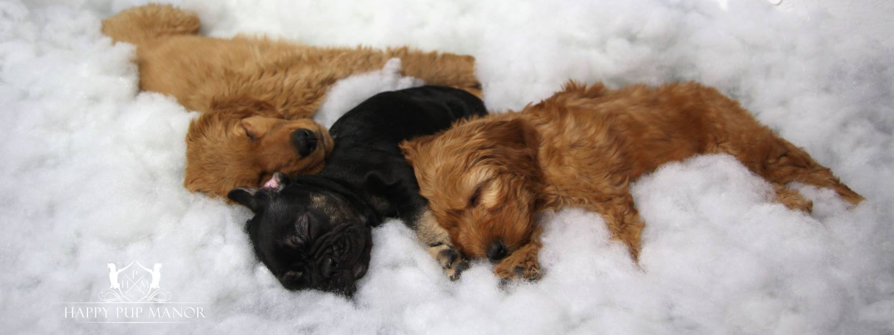 Night Routine for Your Dog: How to Wind Down With Ease